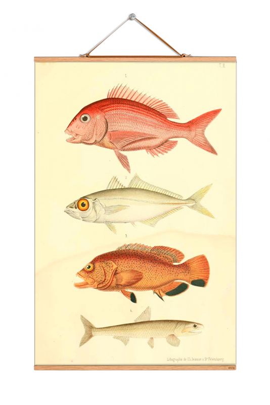 Fish Poster eicie EINZELSTÜCK
